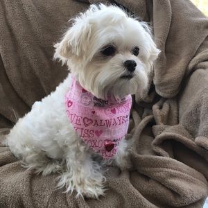 Extra small only Valentine’s Day collar cover